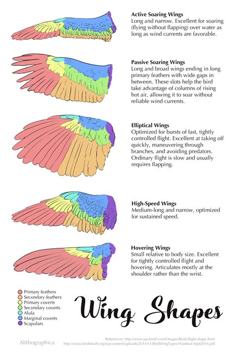 Sparrow's wing shape, showcasing its unique features