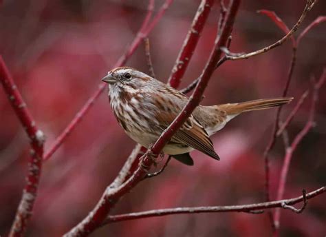 Sparrows in Massachusetts Habitats