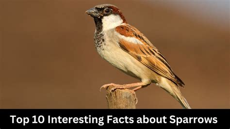 Sparrows in Massachusetts Interesting Facts