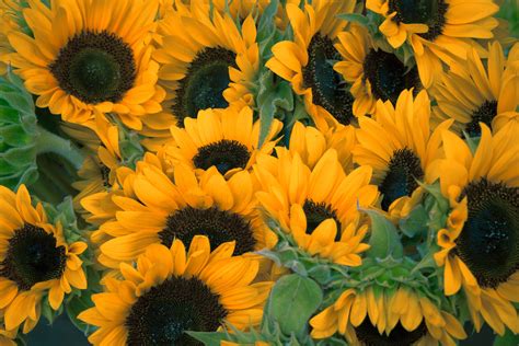 Sunny Yellow Sunflowers