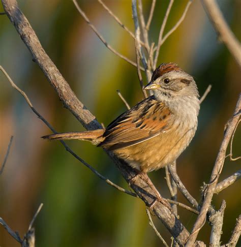 Swamp Sparrow