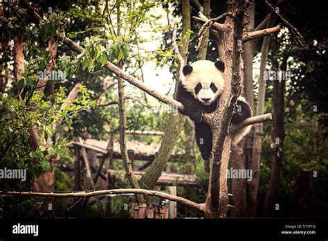 The Chengdu Zoo