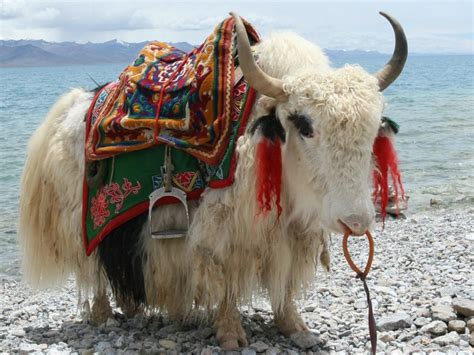 Tibetan Chinese Yak