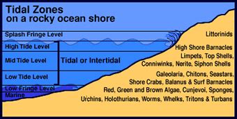 Tide Tip 2: Know the Tide Zones