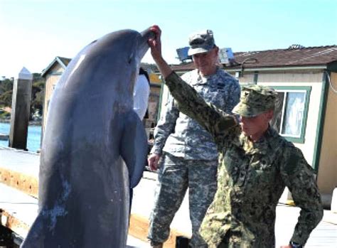 US Navy Submarine Dolphins Mine Countermeasures