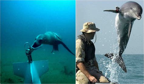 US Navy Submarine Dolphins Object Detection