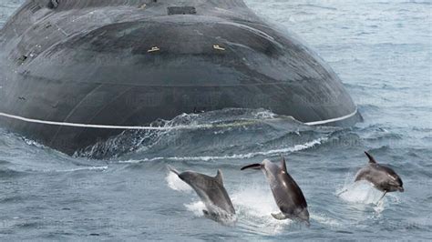 US Navy Submarine Dolphins Swimmer Detection