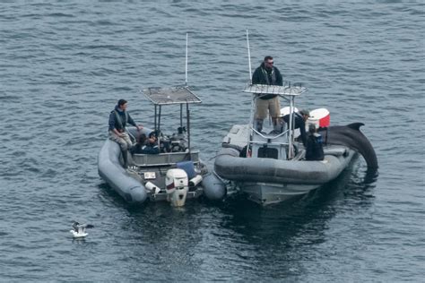 US Navy Submarine Dolphins Training