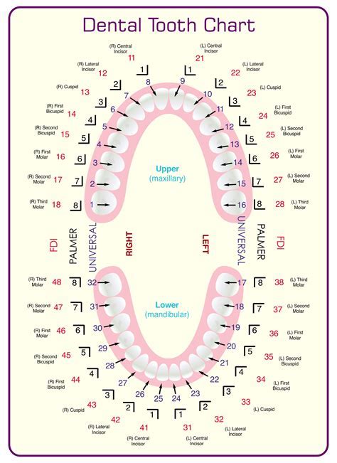 Using Printable Tooth Chart Template