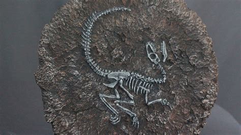 Velociraptor Fossil 1