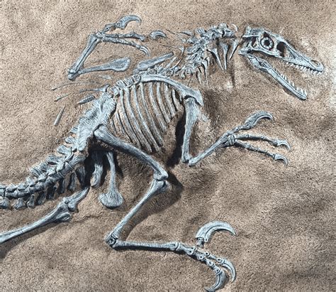 Velociraptor Fossil 3