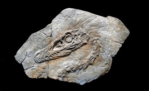 Velociraptor Fossil 7