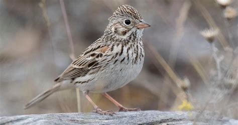 Vesper Sparrow