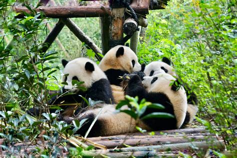 Giant Panda at the Research Base