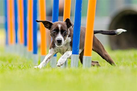 War Dogs Agility Training Image 10