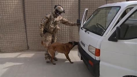 War Dogs Explosive Detection Image 3