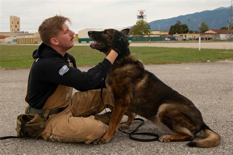 War Dogs Patrolling Image 2