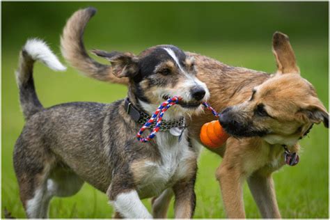 War Dogs Socialization Image 9