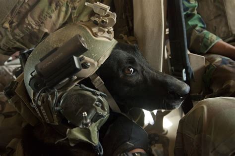 War Dogs Special Operations Image 4