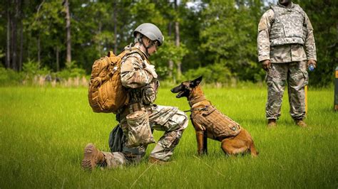 War Dogs Training Image 5