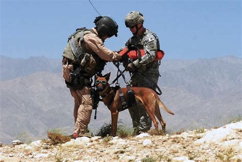 War Dogs in Action Image 1