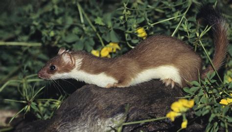 Weasel Biology