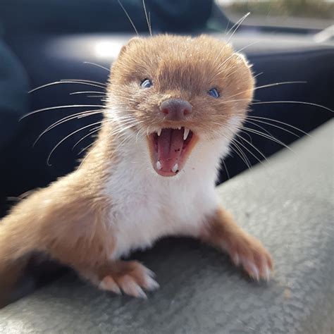 Weasel Conservation