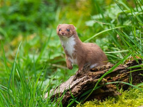 Weasel Conservation Status