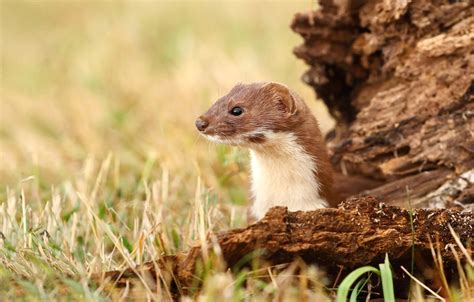 Weasel Habitat