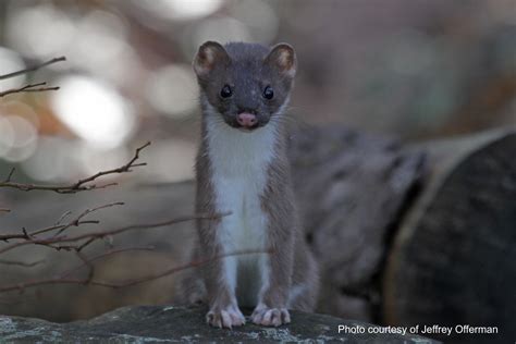 Weasel Habitat and Distribution