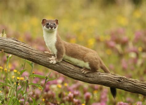 Weasel Nature