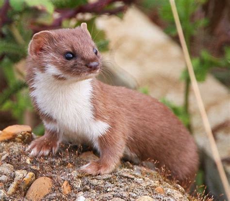 Weasel Photography