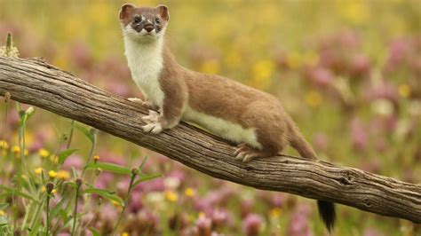 Weasel Physical Characteristics