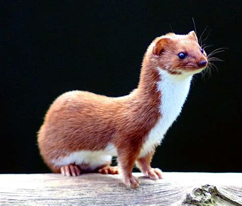 Weasel Wildlife