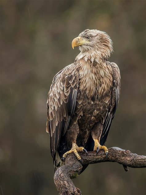 White-tailed Eagle soaring