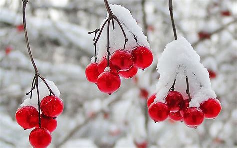 Winter Berries Deep Red Winter Color