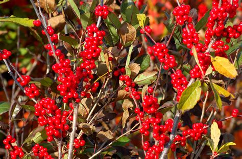 Winter Berry Reds Winter Color