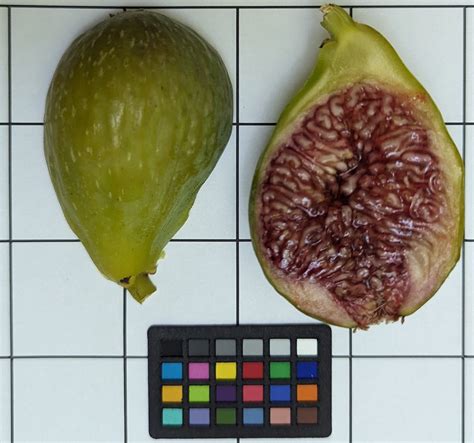 A picture of the Zumwalt fig's fruit