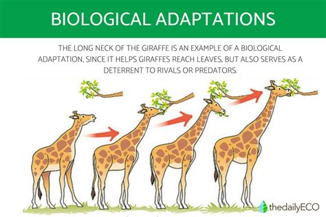 Evolutionary Imperative: A Graphic Representation