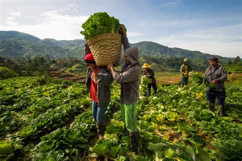 Agricultural community development