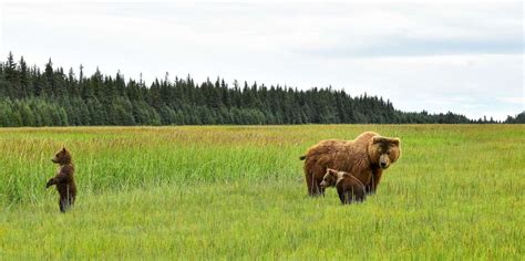 Alaska ecotourism