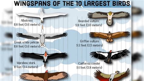 Albatross Birds with Longer Wingspans Than Height