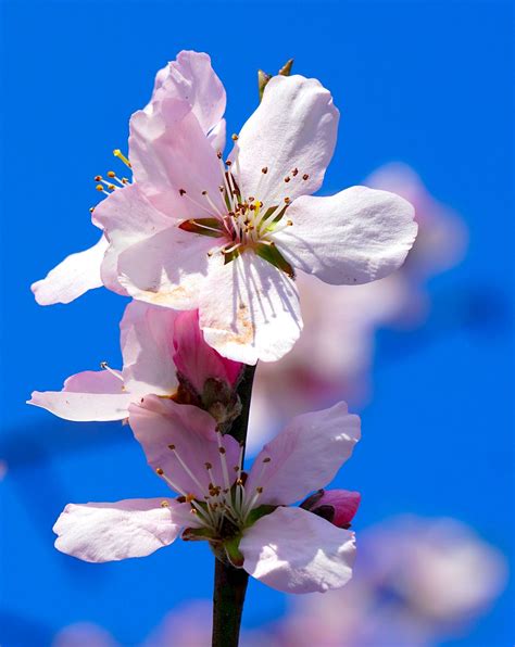 Almond Blossom by Van Gogh