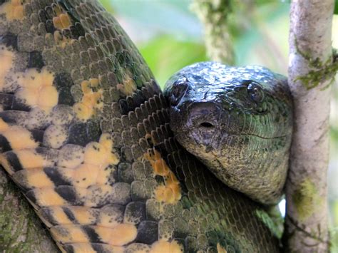 Anaconda conservation status