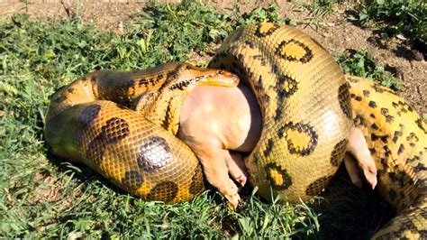 Anaconda eating prey