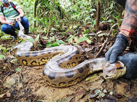 Anaconda habitat