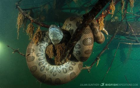 Anaconda in water