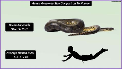 Anaconda length