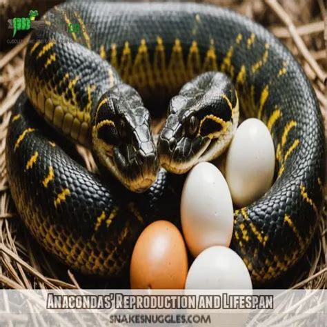 Anaconda reproduction and lifespan