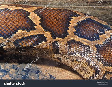 Anaconda skin